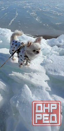 Кобель чихуахуа Донецк - изображение 6