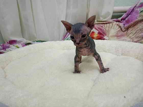 Сфинкс канадский Донецк