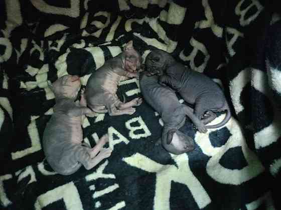 Сфинкс канадский Донецк