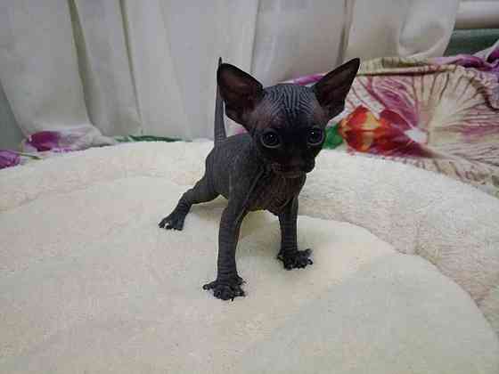 Сфинкс канадский Донецк