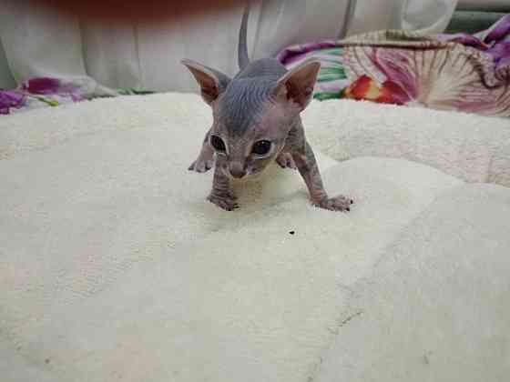 Сфинкс канадский Донецк