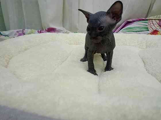 Сфинкс канадский Донецк