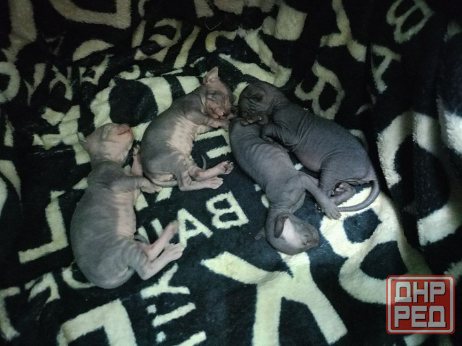 Сфинкс канадский Донецк - изображение 1