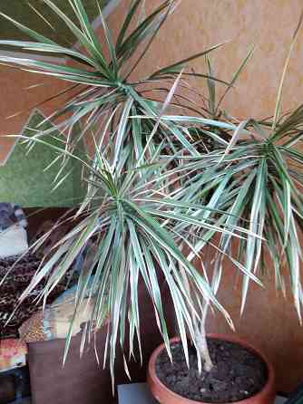 Продам драцену Донецк