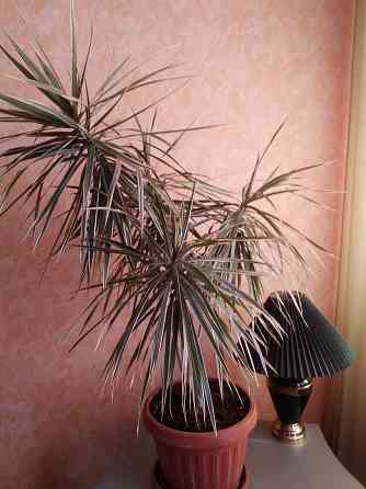 Продам драцену Донецк