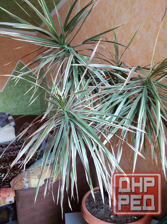 Продам драцену Донецк - изображение 2