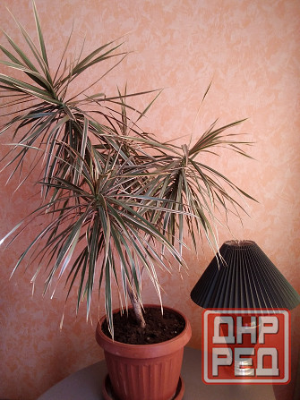 Продам драцену Донецк - изображение 1