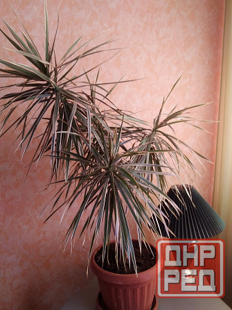 Продам драцену Донецк - изображение 3