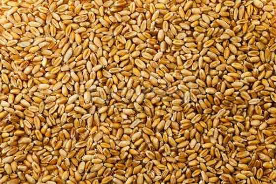 Пшеница продовольственная Донецк