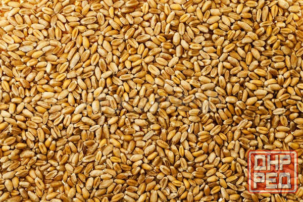 Пшеница продовольственная Донецк - изображение 1