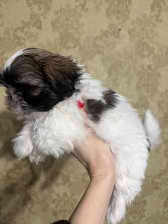 Мальчик ши-тцу Донецк