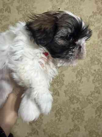 Мальчик ши-тцу Донецк