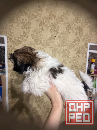 Мальчик ши-тцу Донецк - изображение 5