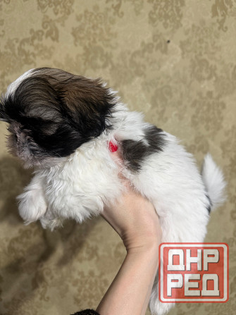 Мальчик ши-тцу Донецк - изображение 2