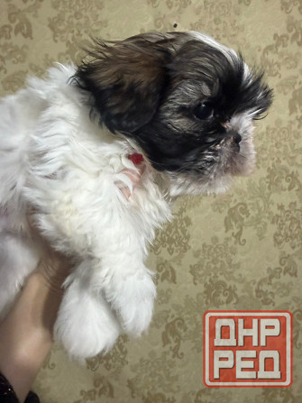 Мальчик ши-тцу Донецк - изображение 3