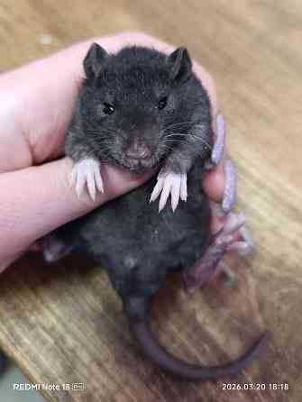 Кучерявые крысята Донецк