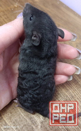 Кучерявые крысята Донецк - изображение 2