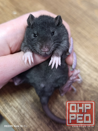 Кучерявые крысята Донецк - изображение 1