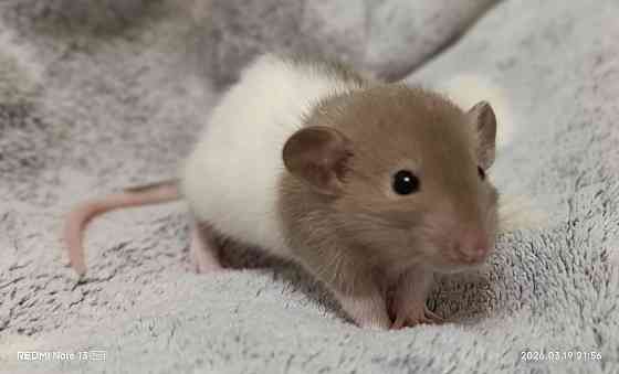 Дамбо Макеевка