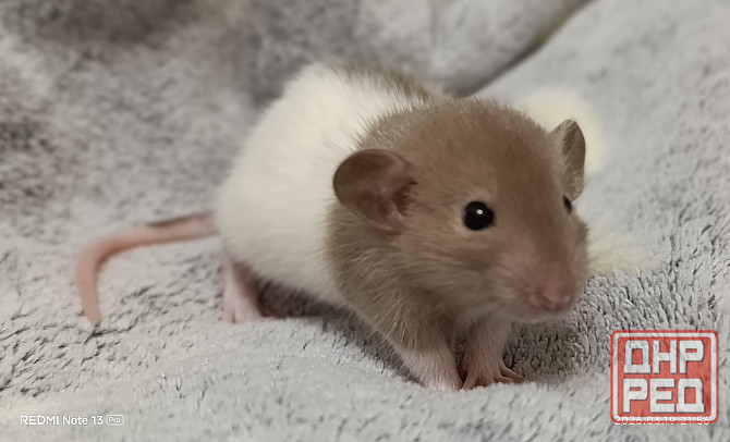 Дамбо Макеевка - изображение 1