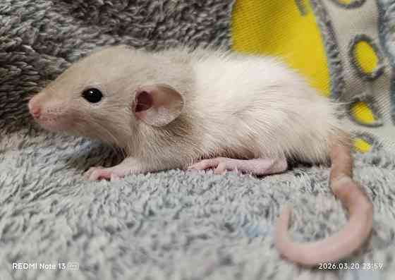 Дамбо мальчишка Макеевка