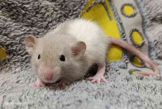 Дамбо мальчишка Макеевка