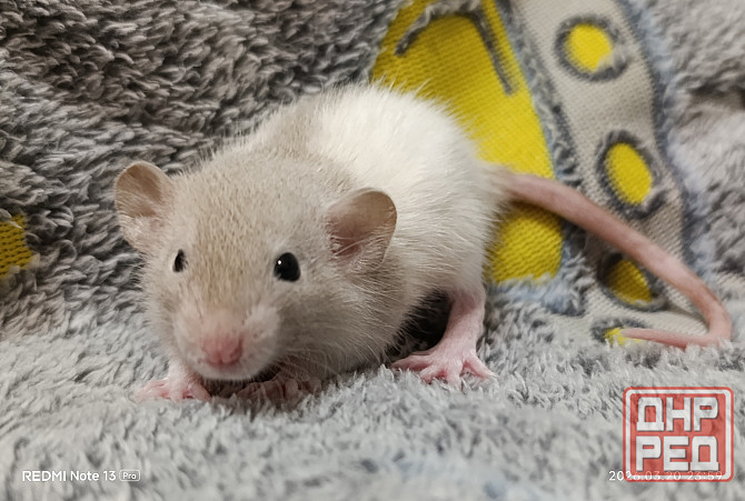 Дамбо мальчишка Макеевка - изображение 2