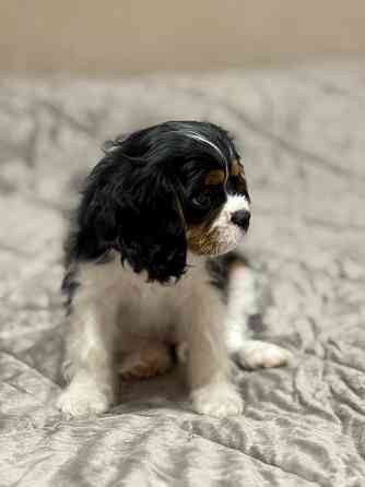 Щенок Кинг-чарльз-спаниель Донецк