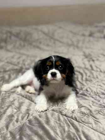 Щенок Кинг-чарльз-спаниель Донецк