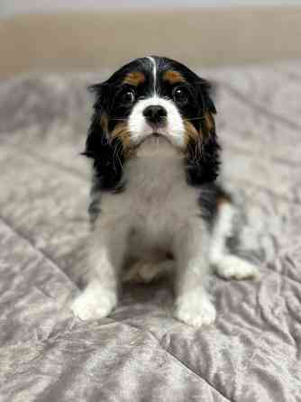 Щенок Кинг-чарльз-спаниель Донецк