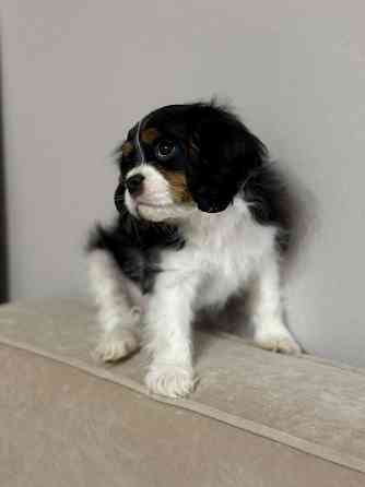 Щенок Кинг-чарльз-спаниель Донецк