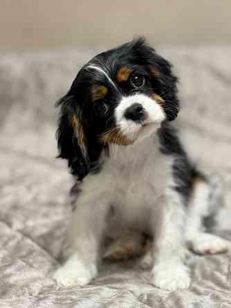 Щенок Кинг-чарльз-спаниель Донецк