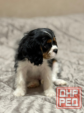 Щенок Кинг-чарльз-спаниель Донецк - изображение 1