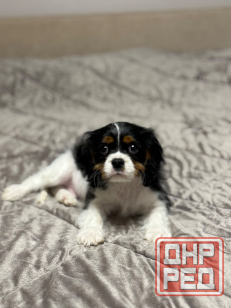 Щенок Кинг-чарльз-спаниель Донецк - изображение 5