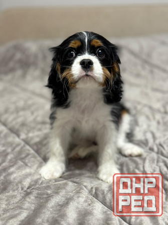 Щенок Кинг-чарльз-спаниель Донецк - изображение 3