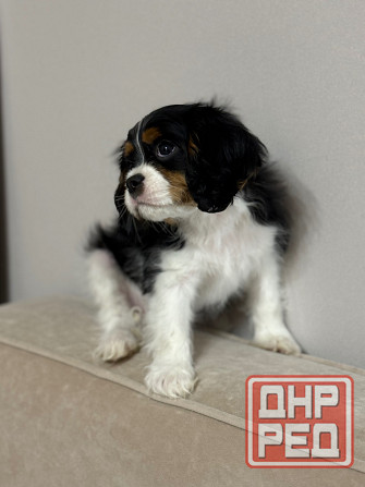 Щенок Кинг-чарльз-спаниель Донецк - изображение 4