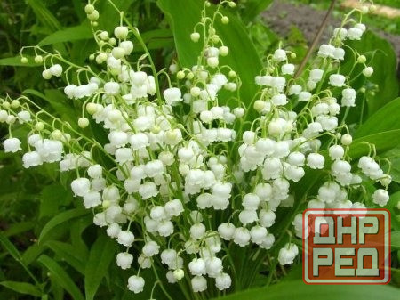 Ландыш саженцы Донецк - изображение 1