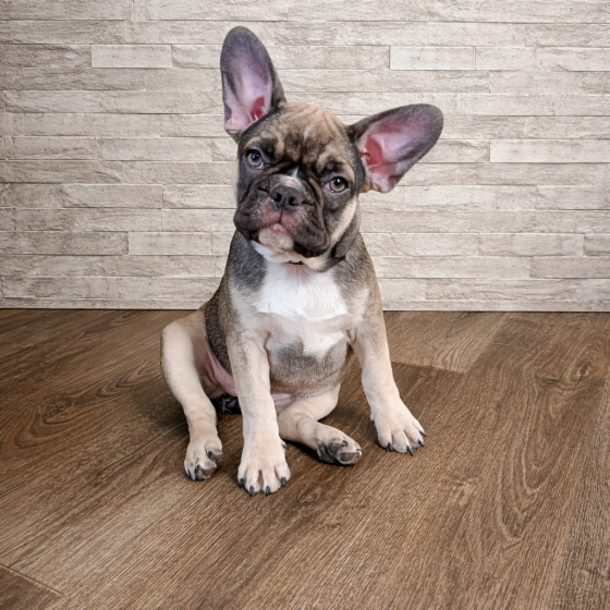 Девочка французский бульдог Енакиево