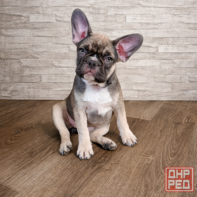 Девочка французский бульдог Енакиево - изображение 1
