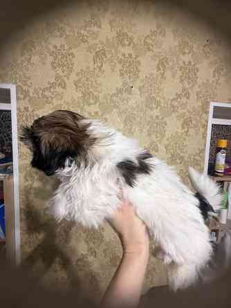 Мини щенки ши-тцу Запорожье