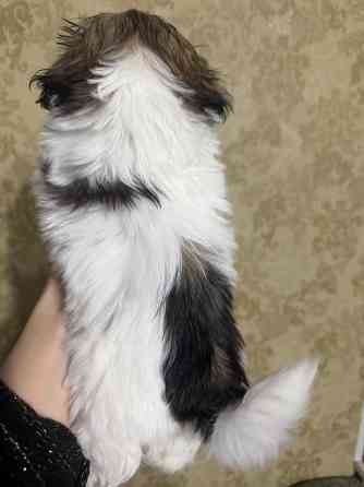 Мини щенки ши-тцу Запорожье