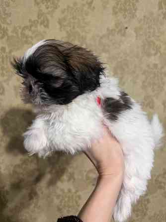 Мини щенки ши-тцу Запорожье