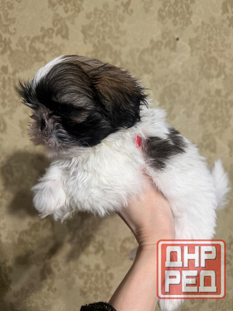 Мини щенки ши-тцу Запорожье - изображение 1