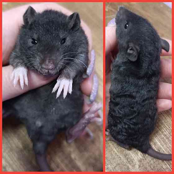 Кучерявый мальчишка Макеевка