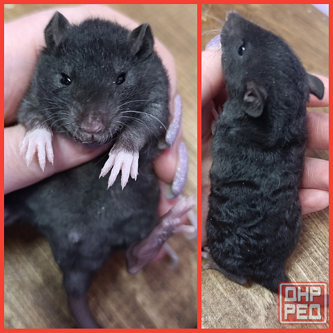 Кучерявый мальчишка Макеевка - изображение 1