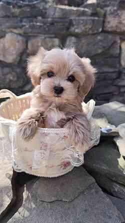 Продам щенков мальтипу Ф1! Горловка