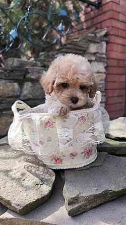 Продам щенков мальтипу Ф1! Горловка