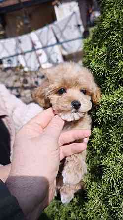 Продам щенков мальтипу Ф1! Горловка