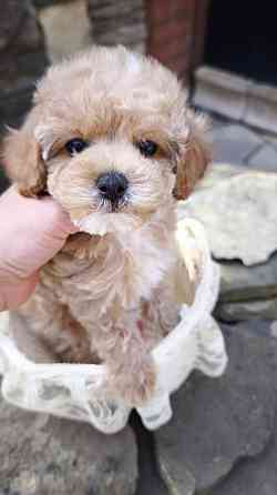 Продам щенков мальтипу Ф1! Горловка