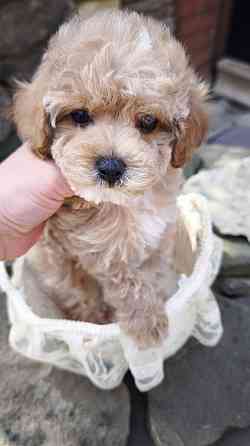 Продам щенков мальтипу Ф1! Горловка